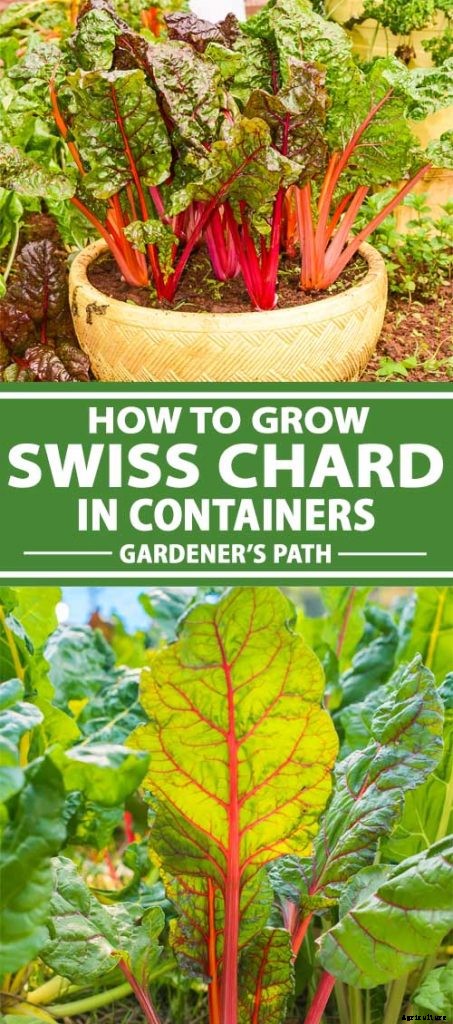 How to Grow Swiss Chard in Containers