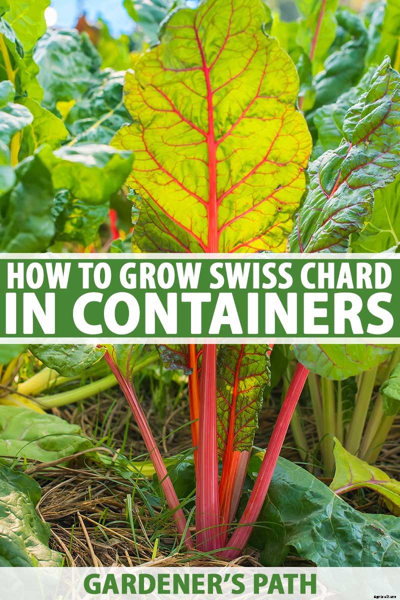 How to Grow Swiss Chard in Containers