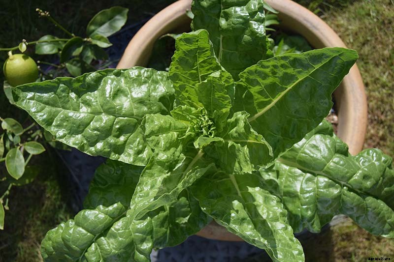 How to Grow Swiss Chard in Containers