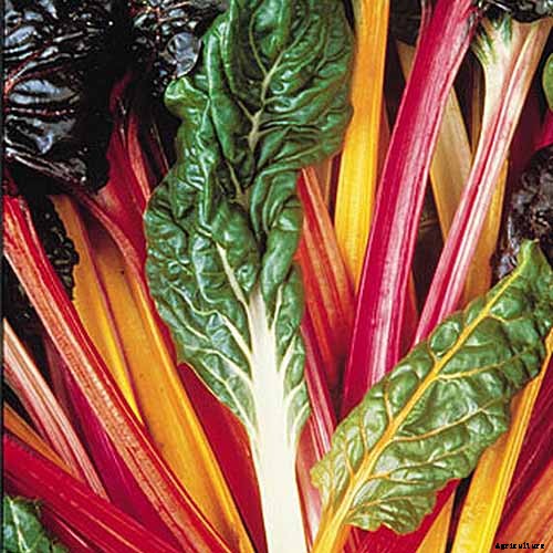 How to Grow Swiss Chard in Containers