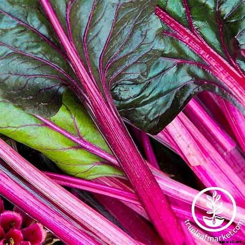 How to Grow Swiss Chard in Containers