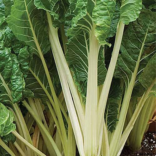 How to Grow Swiss Chard in Containers