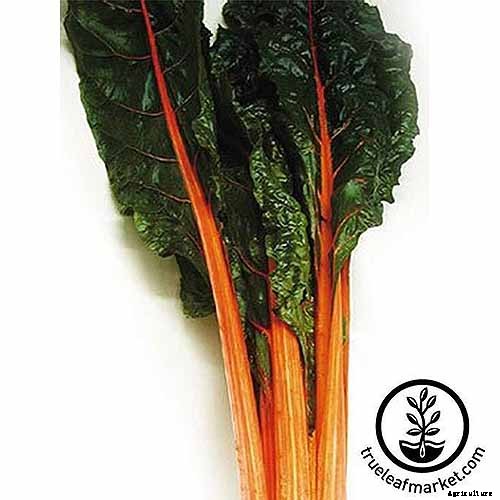 How to Grow Swiss Chard in Containers