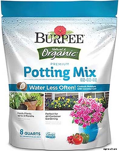 How to Grow Swiss Chard in Containers