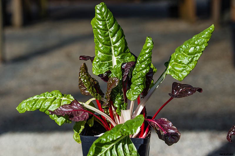 How to Grow Swiss Chard in Containers