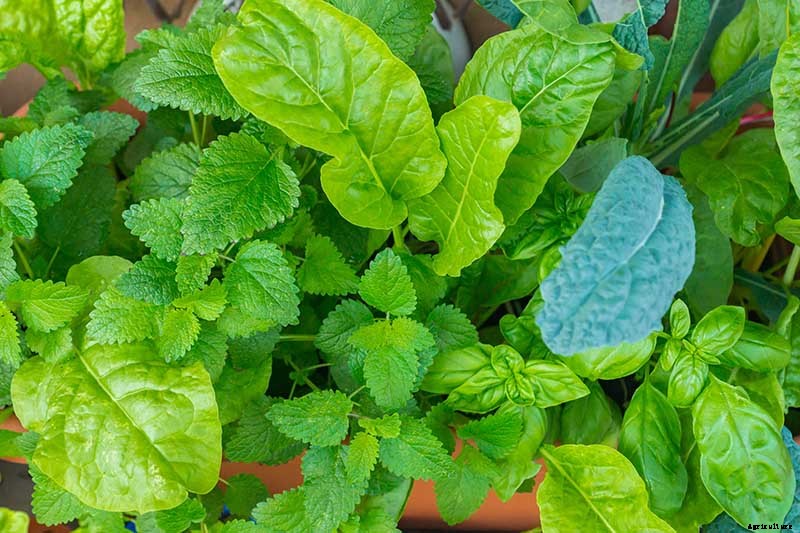 How to Grow Swiss Chard in Containers