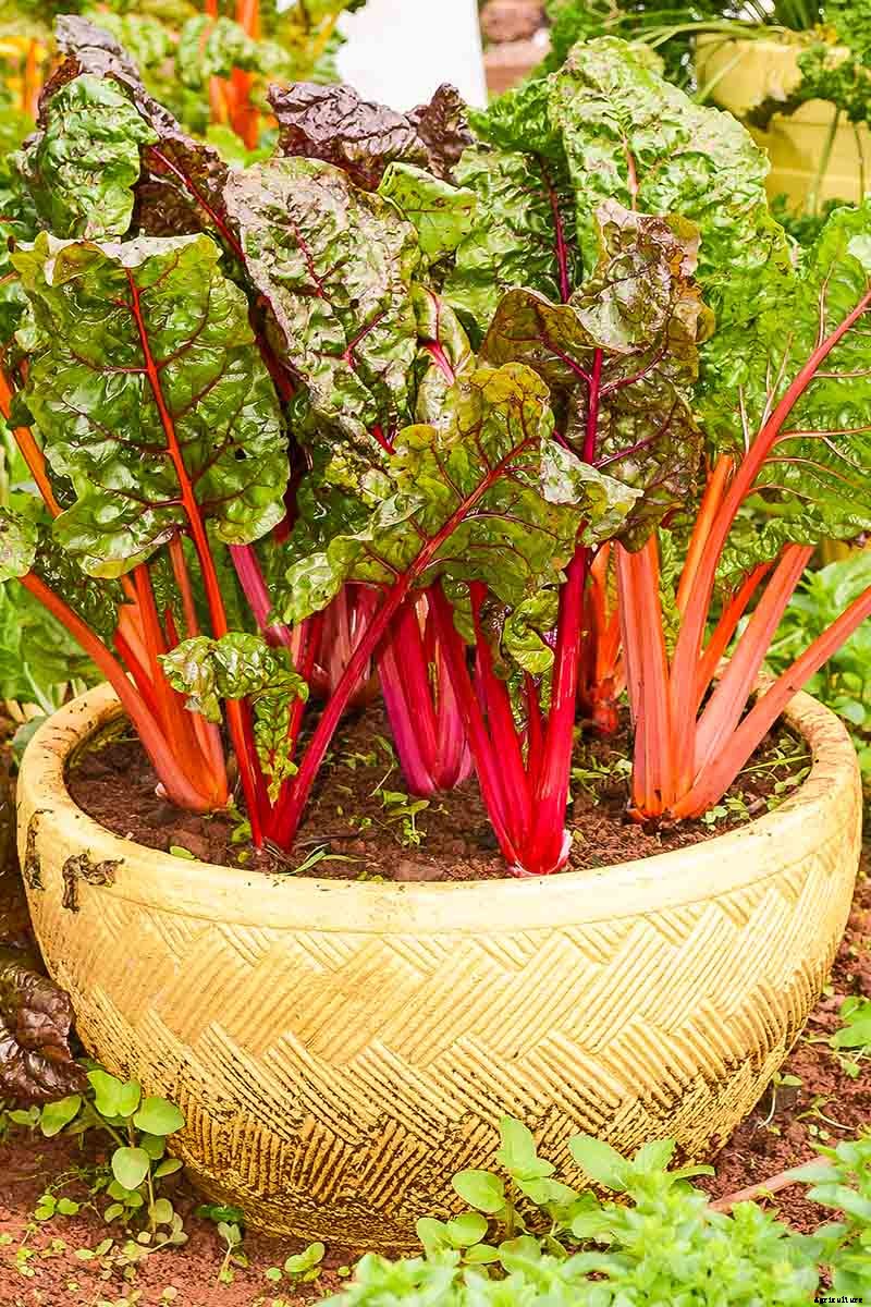 How to Grow Swiss Chard in Containers