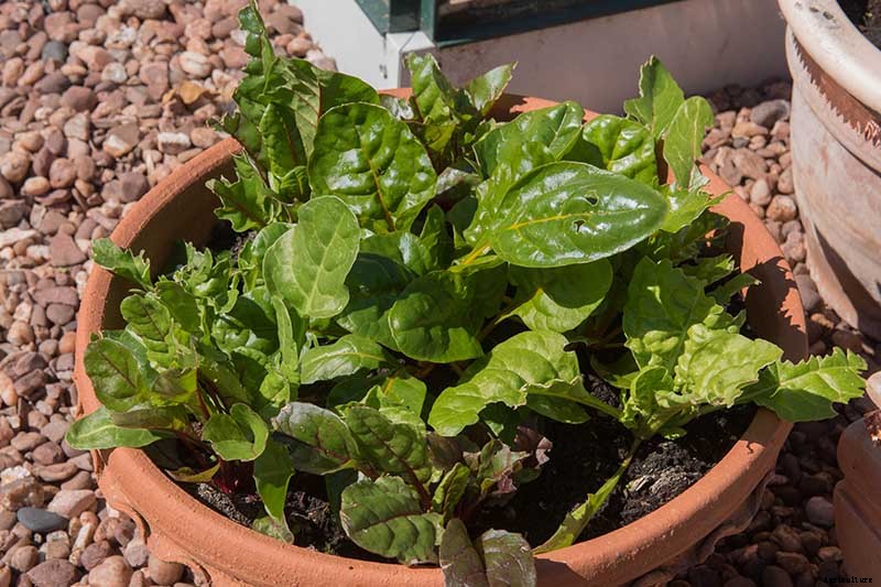 How to Grow Swiss Chard in Containers