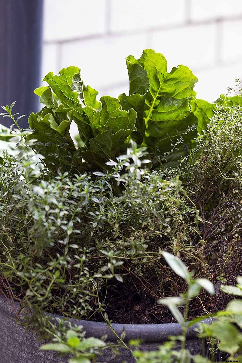 How to Grow Swiss Chard in Containers