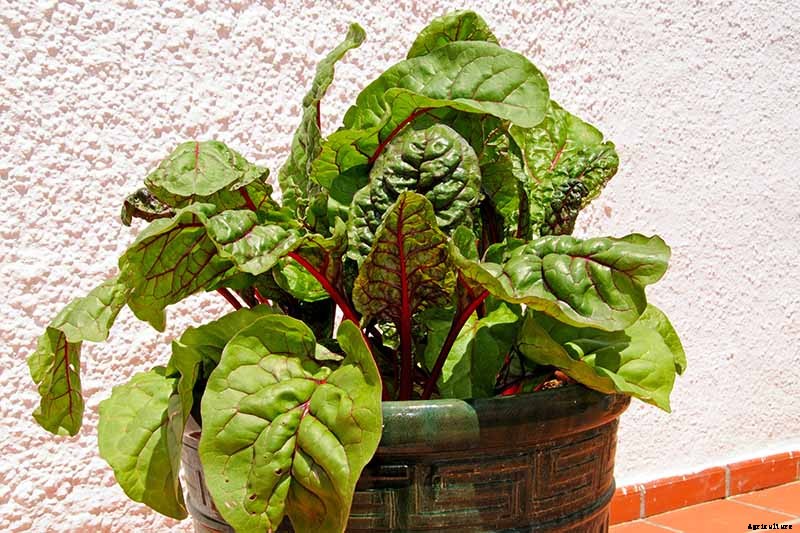 How to Grow Swiss Chard in Containers
