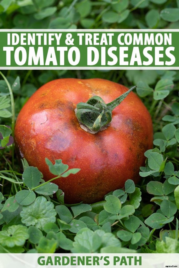How To Identify, Prevent, and Treat Common Tomato Diseases