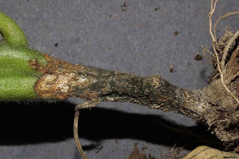 How To Identify, Prevent, and Treat Common Tomato Diseases