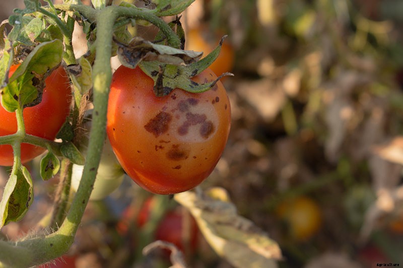 How To Identify, Prevent, and Treat Common Tomato Diseases