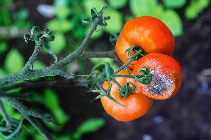 How To Identify, Prevent, and Treat Common Tomato Diseases