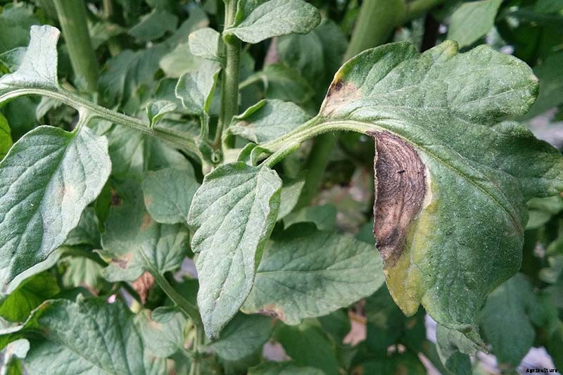 How To Identify, Prevent, and Treat Common Tomato Diseases