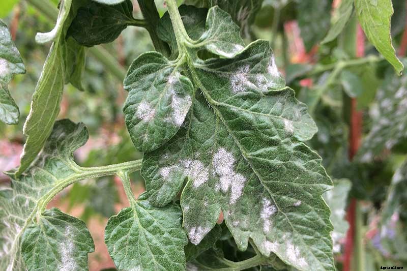How To Identify, Prevent, and Treat Common Tomato Diseases