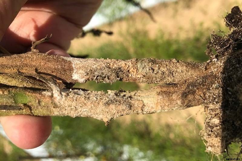 How To Identify, Prevent, and Treat Common Tomato Diseases