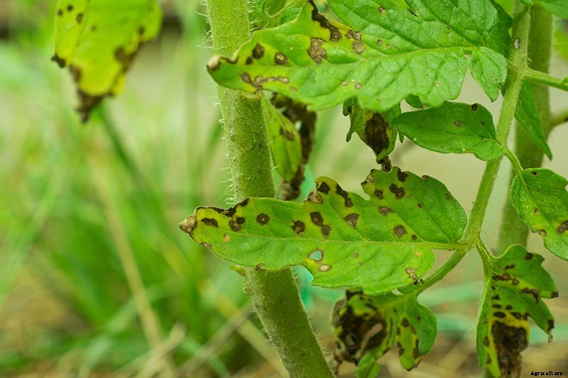 How To Identify, Prevent, and Treat Common Tomato Diseases
