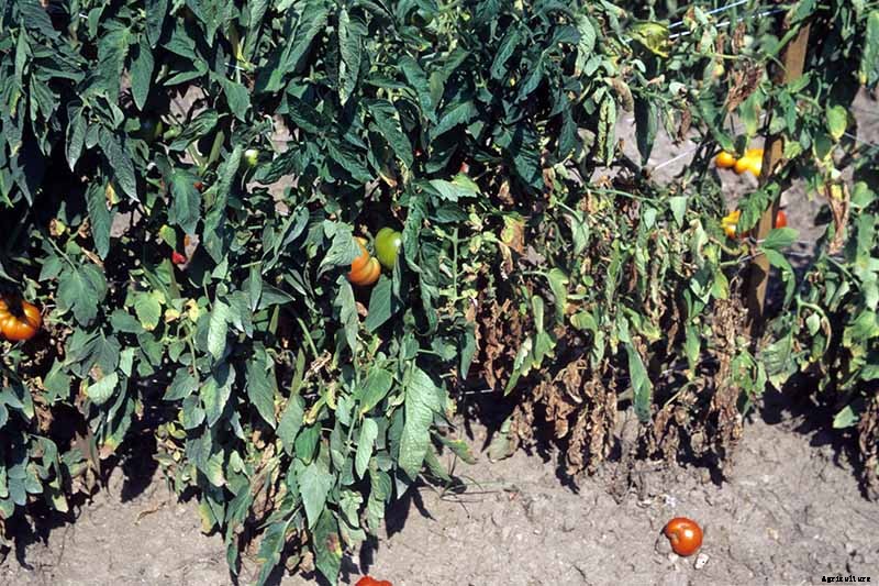 How To Identify, Prevent, and Treat Common Tomato Diseases