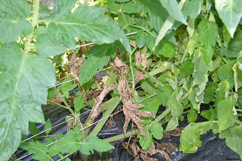 How To Identify, Prevent, and Treat Common Tomato Diseases