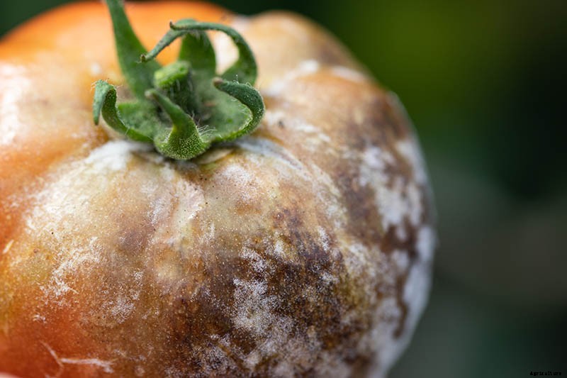 How To Identify, Prevent, and Treat Common Tomato Diseases