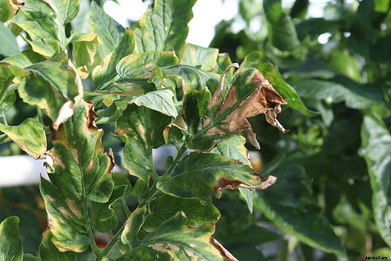 How To Identify, Prevent, and Treat Common Tomato Diseases