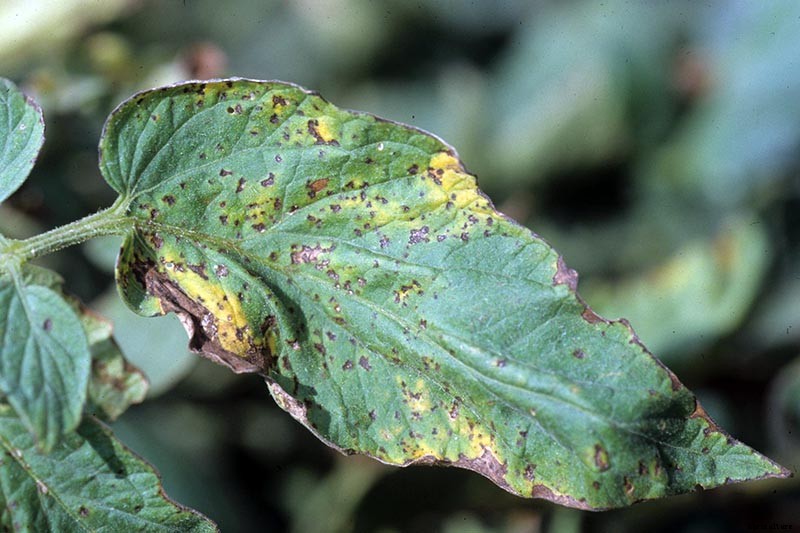 How To Identify, Prevent, and Treat Common Tomato Diseases
