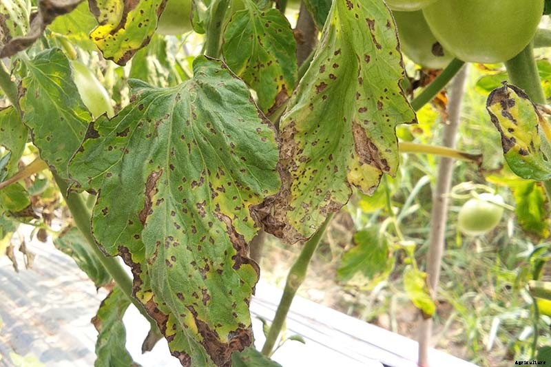 How To Identify, Prevent, and Treat Common Tomato Diseases