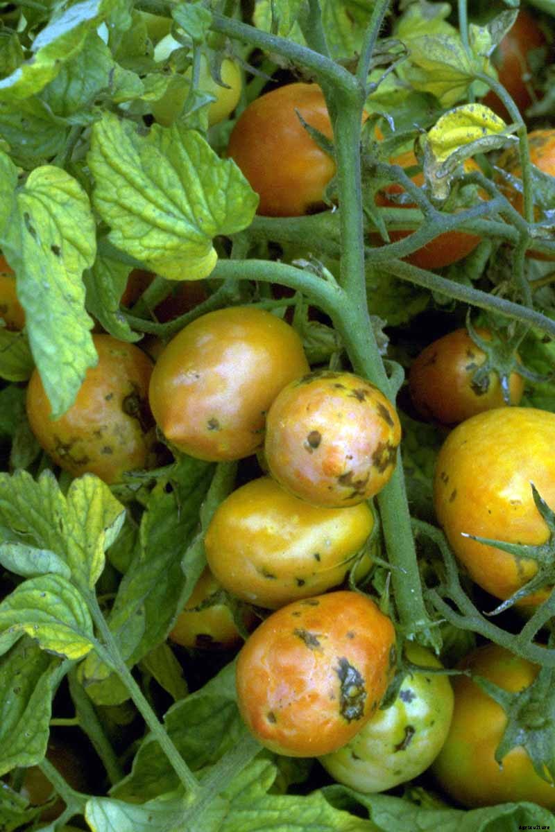 How To Identify, Prevent, and Treat Common Tomato Diseases