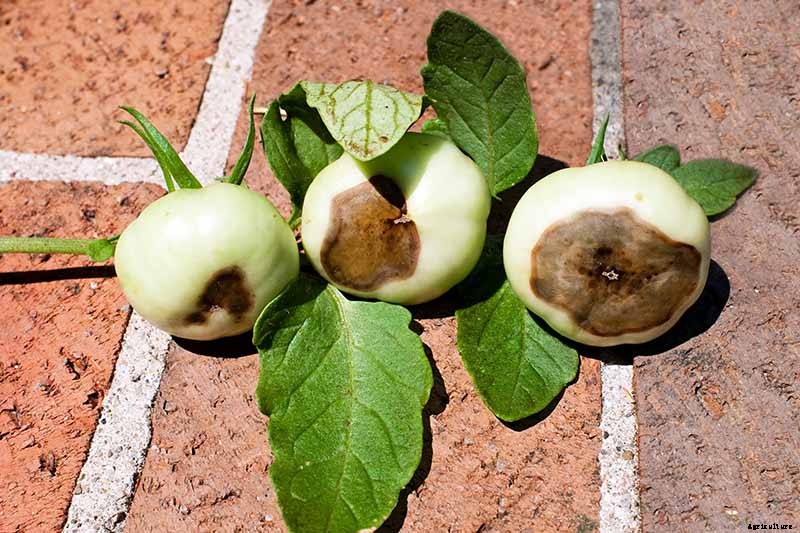 How To Identify, Prevent, and Treat Common Tomato Diseases