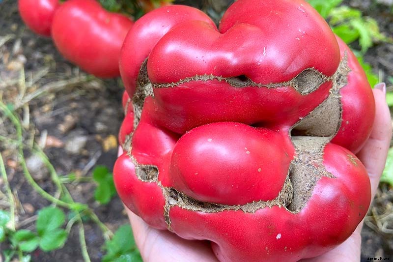 How To Identify, Prevent, and Treat Common Tomato Diseases