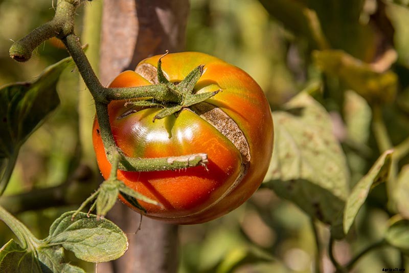 How To Identify, Prevent, and Treat Common Tomato Diseases