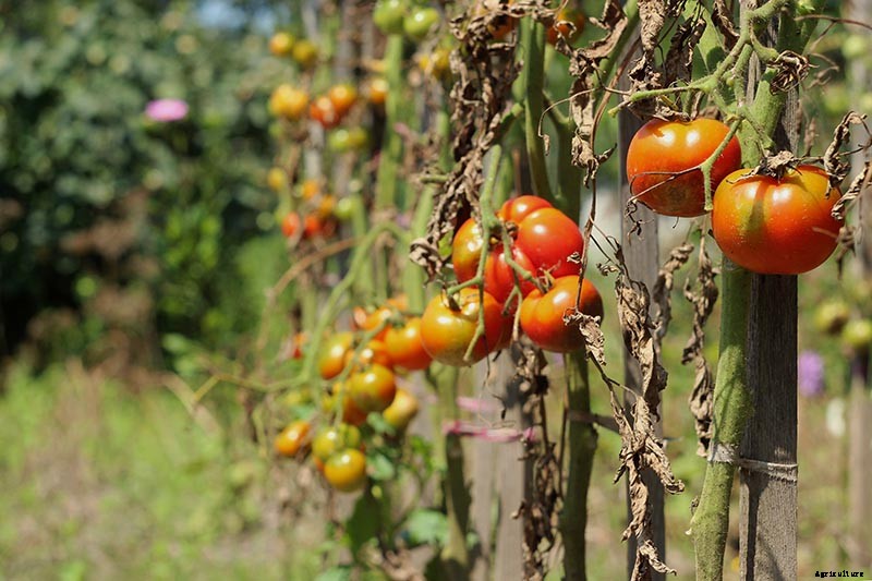 How To Identify, Prevent, and Treat Common Tomato Diseases