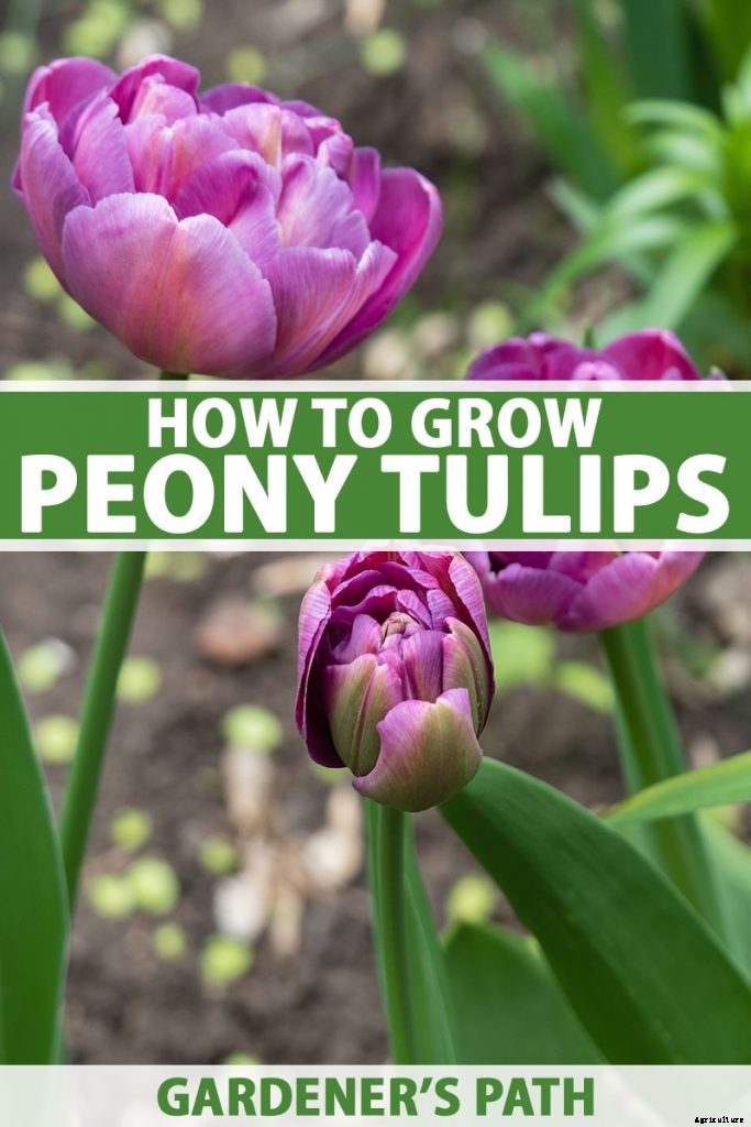 How to Grow Peony Tulips in Your Garden