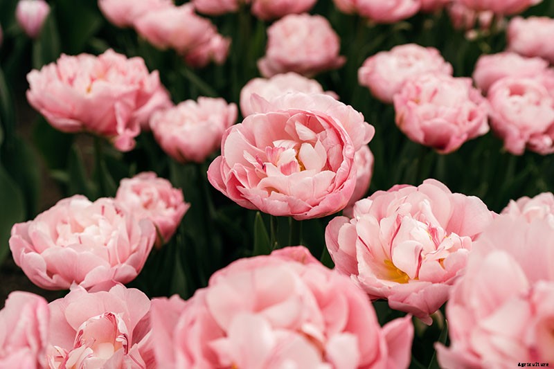 How to Grow Peony Tulips in Your Garden