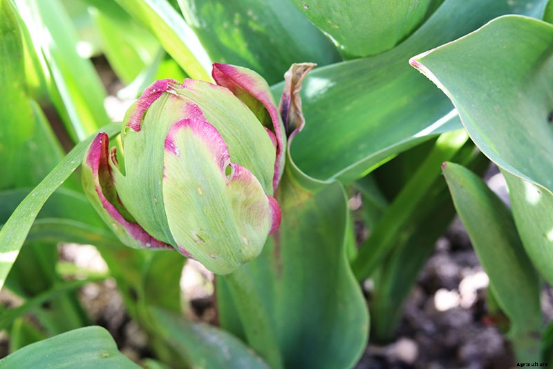 How to Grow Peony Tulips in Your Garden