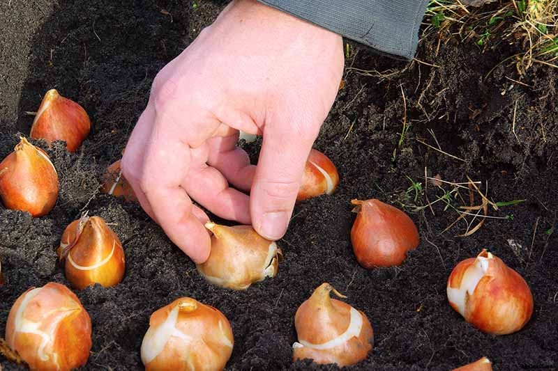 How to Grow Peony Tulips in Your Garden