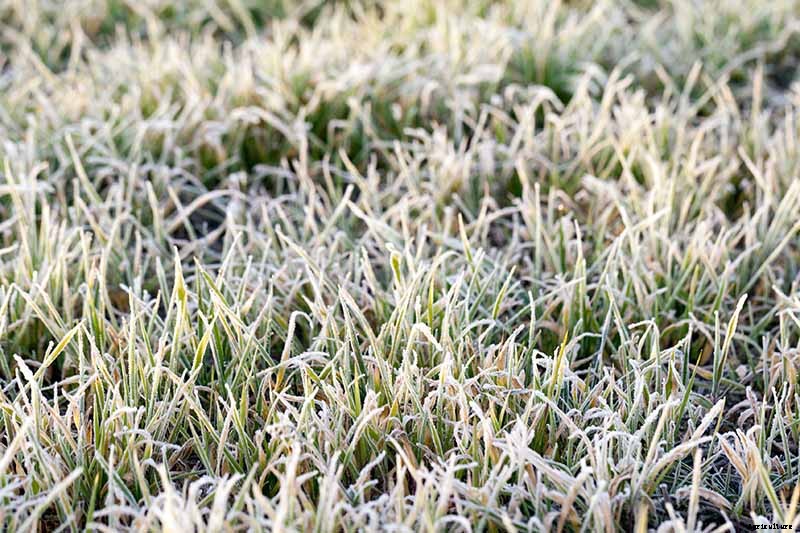 How to Grow Peony Tulips in Your Garden