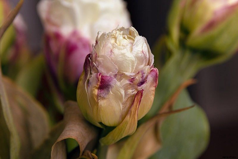 How to Grow Peony Tulips in Your Garden