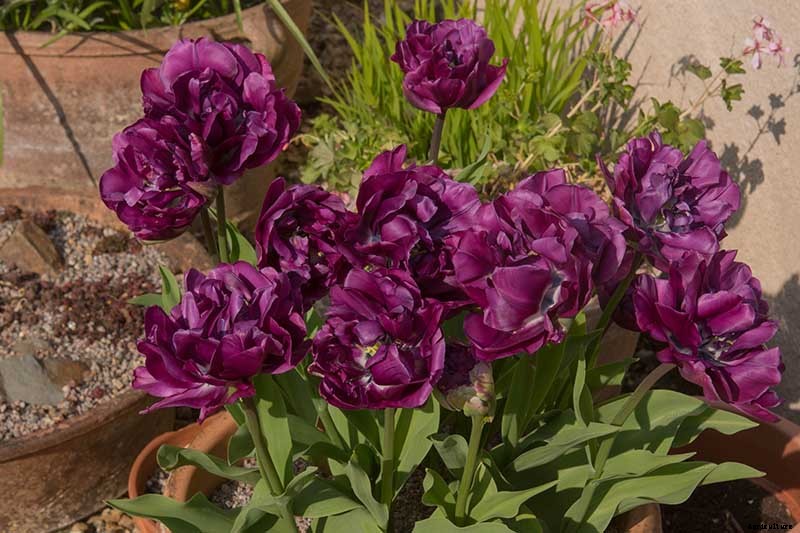 How to Grow Peony Tulips in Your Garden