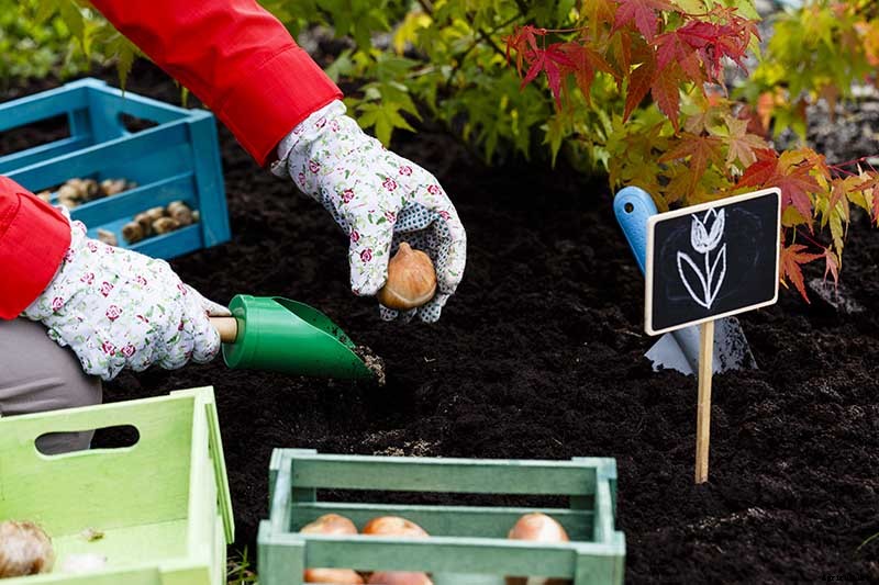 How to Grow Peony Tulips in Your Garden