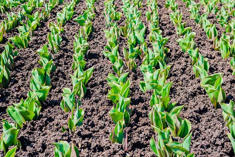 How to Grow Peony Tulips in Your Garden