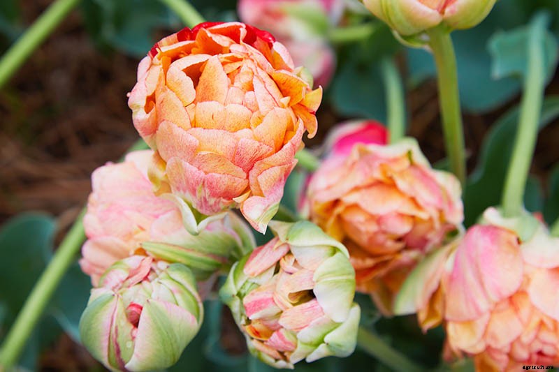 How to Grow Peony Tulips in Your Garden