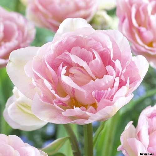 How to Grow Peony Tulips in Your Garden