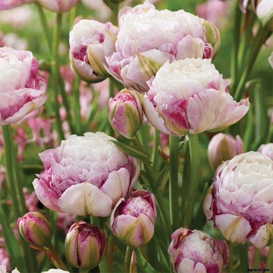 How to Grow Peony Tulips in Your Garden