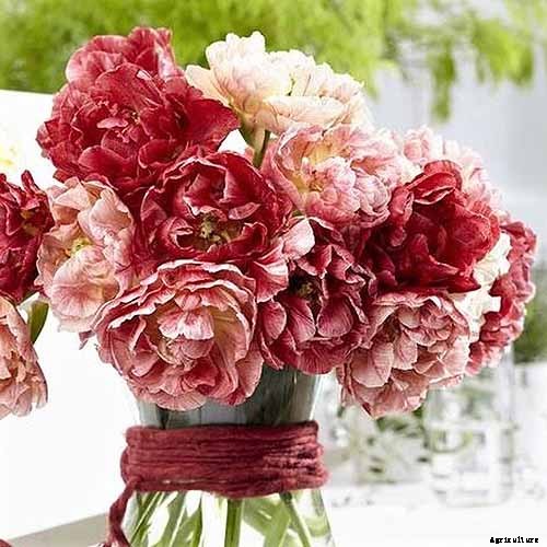 How to Grow Peony Tulips in Your Garden