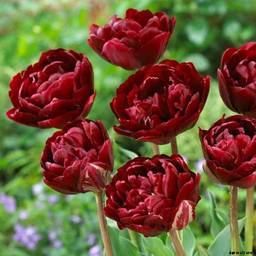 How to Grow Peony Tulips in Your Garden