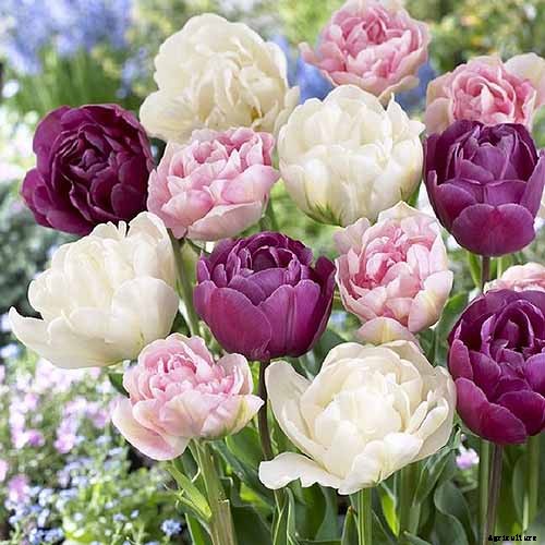 How to Grow Peony Tulips in Your Garden