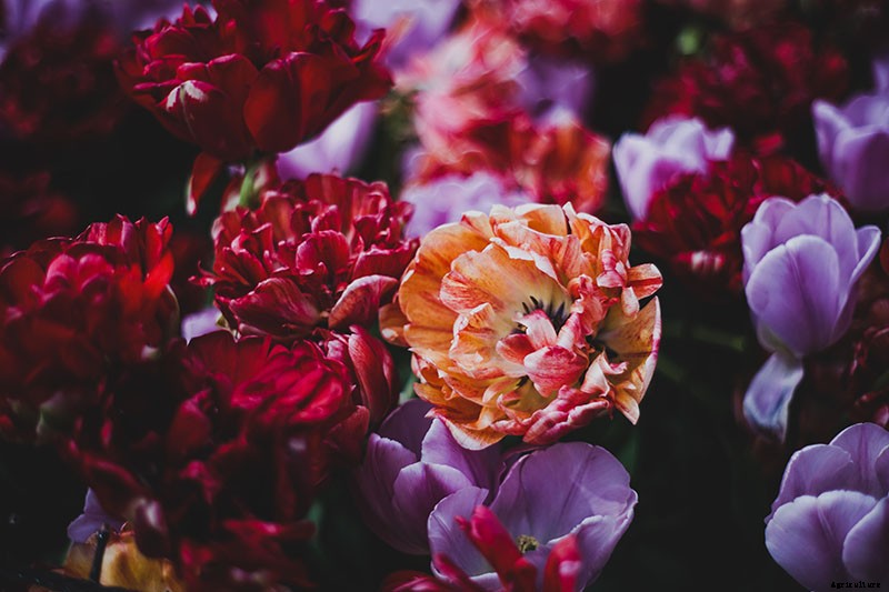How to Grow Peony Tulips in Your Garden