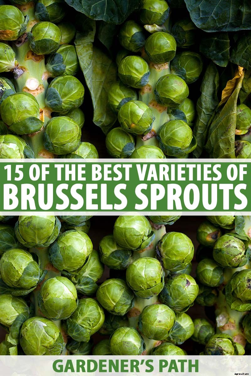 15 of the Best Brussels Sprout Varieties to Grow at Home